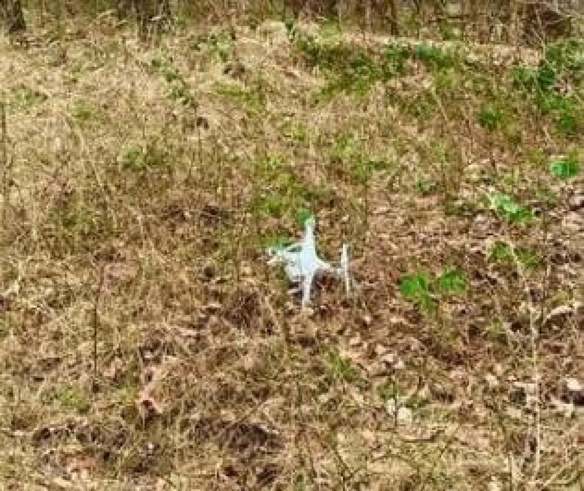 Why Are Drones Following Me? DronesPro